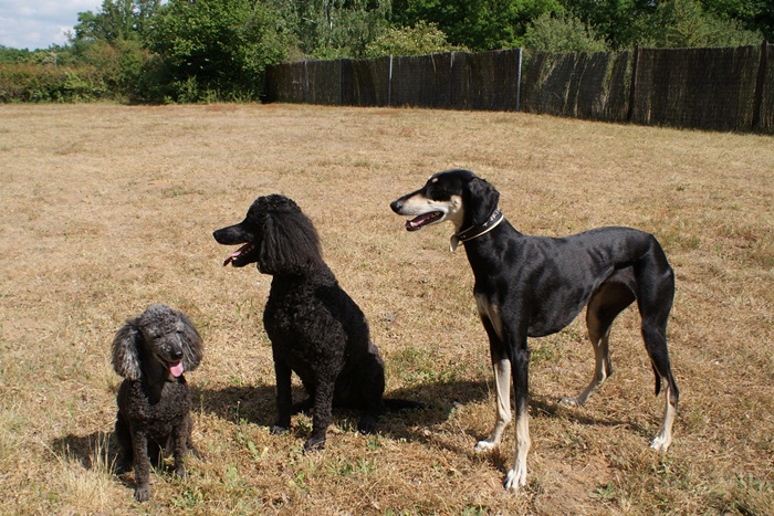 Evi, Hanka, Mitraa